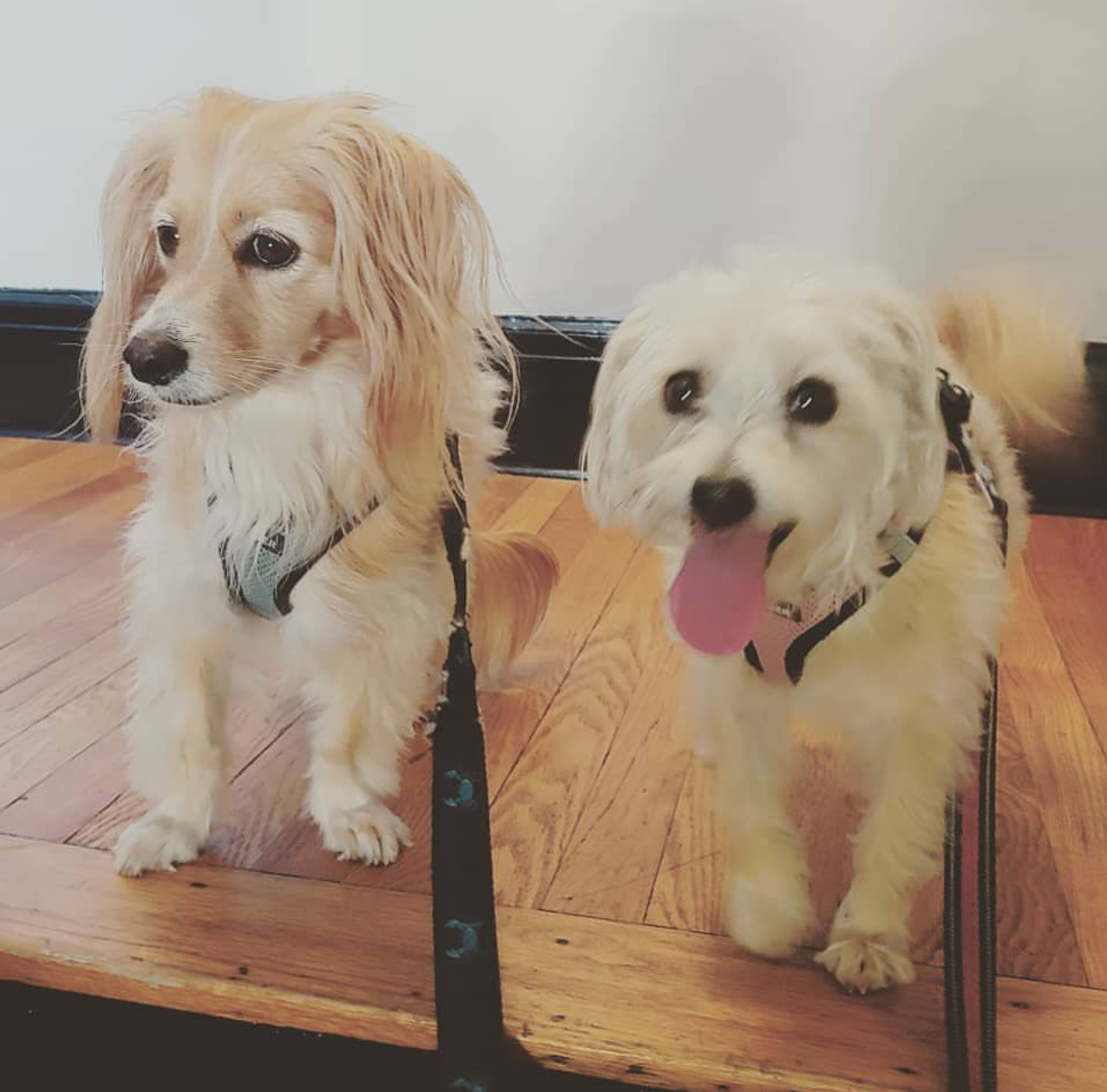 TEDDY & ELLA
