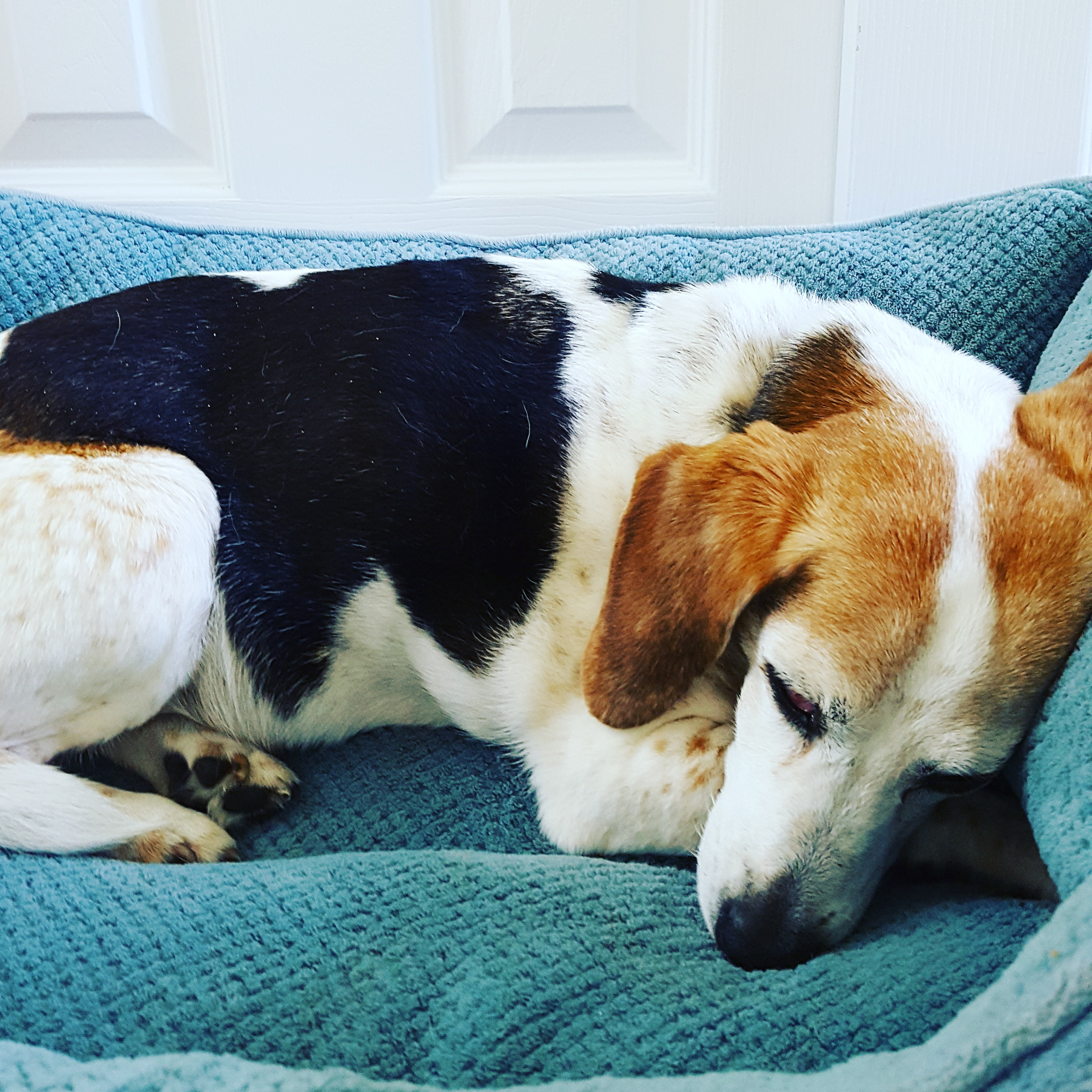 ROSIE