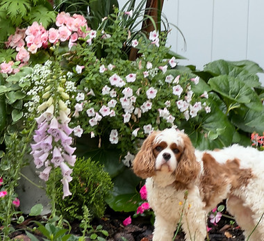 Max ablsolutely loves coming to our dog daycare and dog boarding! He especially enjoys making new friends and spending time with other Cavalier King Charles Spaniels. There's nothing better than having a whole group of cavaliers to play and explore with!