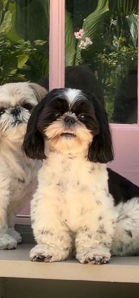 Harper and Sosie two Shih Tzus, relaxing together on the sunny back steps at their home in Murray Hill, Jacksonville, Florida