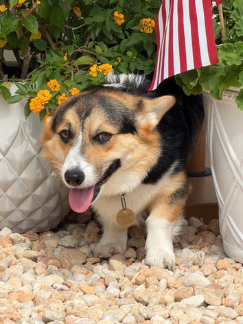 Serious the Corgi puppy taking a break after playing with other small dogs at daycare in Murray Hill, Jacksonville, Florida