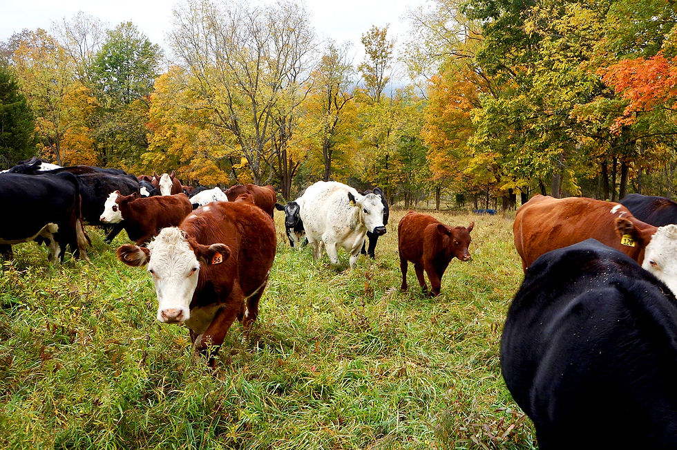 Lowland Pasture Mix