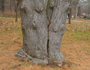 Comprehensive Tree Risk Management Qualification