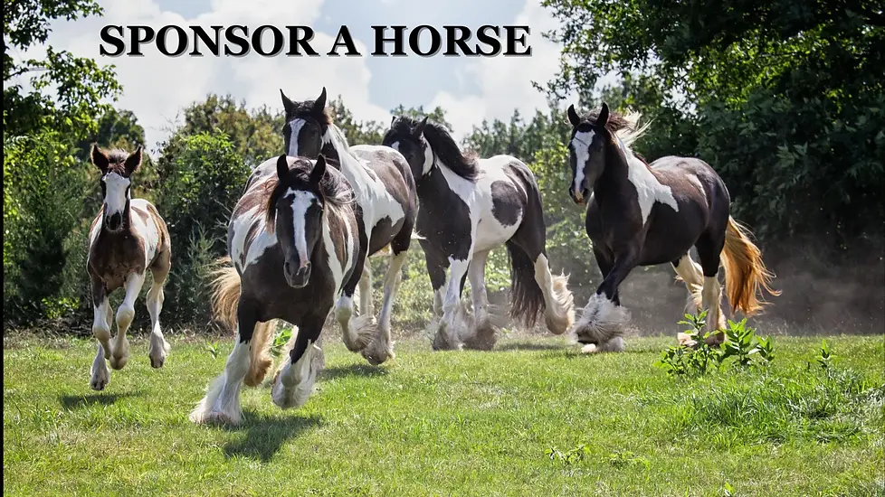 Sponsor-A-Horse-Big-1920x1080.webp
