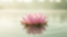 imgi_1_hero-lotus-QFi_nVDu.jpg