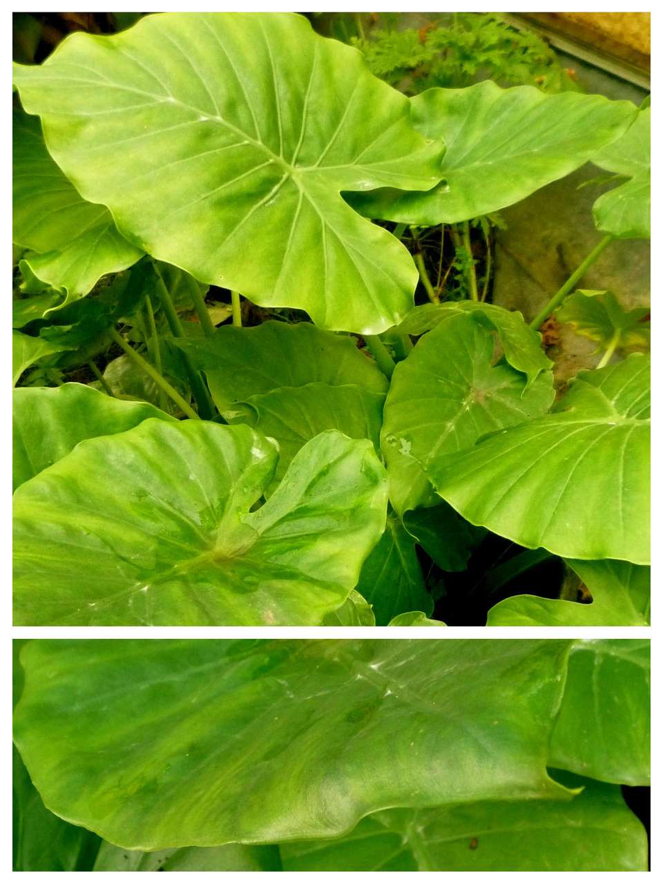 Alocasia