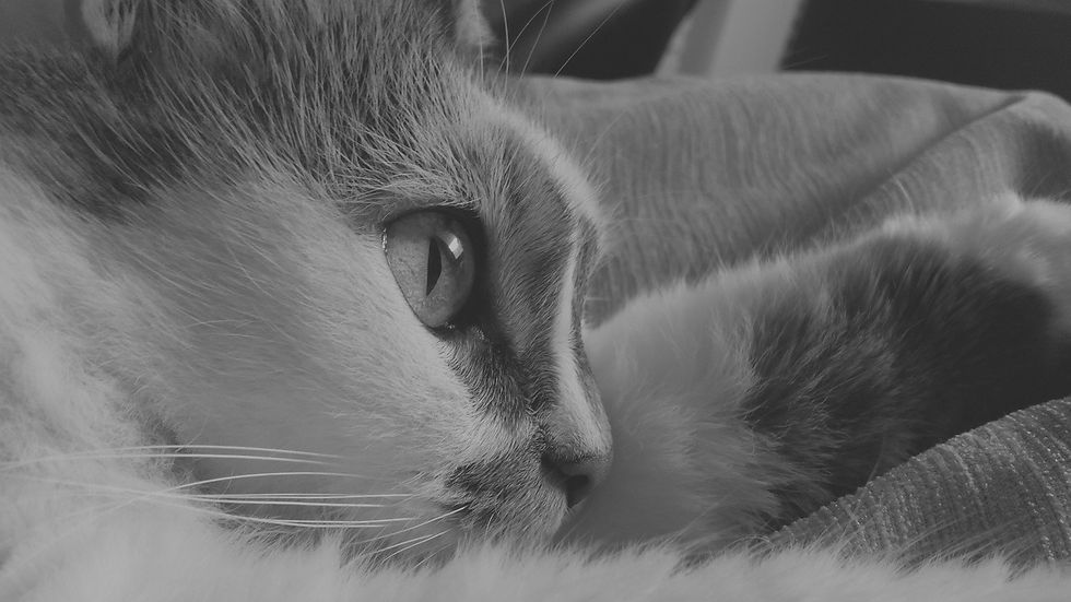 Cat's%20Eye_edited.jpg