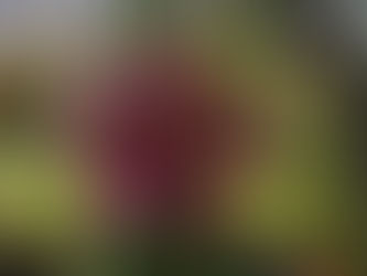 I Am Trying To Say A Few Things