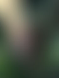 My Pineapple Roommate