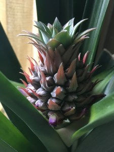 My Pineapple Roommate