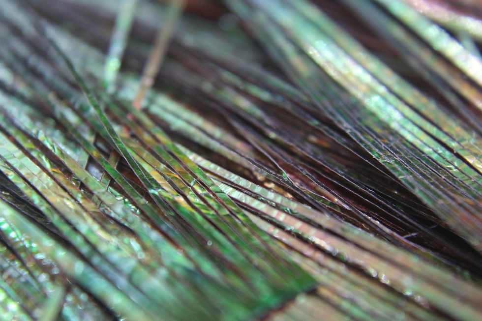 Thumbnail: Perdigonmania PFP Strips