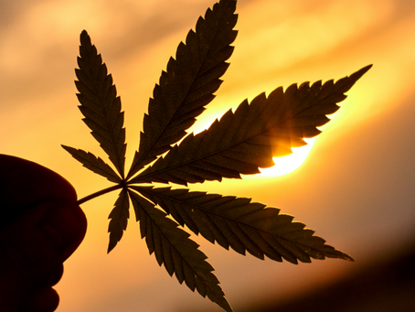 A planta do futuro, agora!