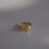 Thumbnail: the signet ring