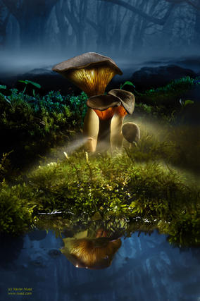 light painting mushroom