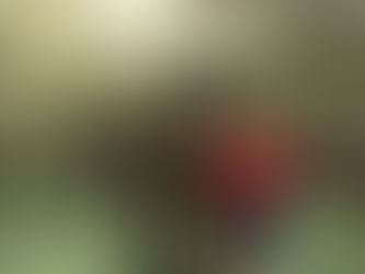 Champions in Training. Our Summer Holidays Programme!