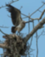 A Slender-billed Vulture in an active nest