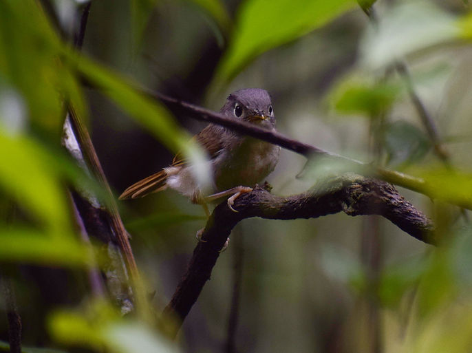 Nepal fulvetta (Alcippe nipalensis).jpeg