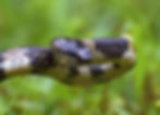 Gammie's Wolf Snake (Lycodon gammiei).jp