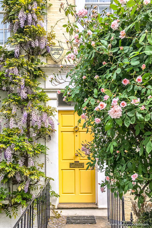 Yellow front door, pink roses, purple wisteria, terraced classic period home entryway. Home exterior