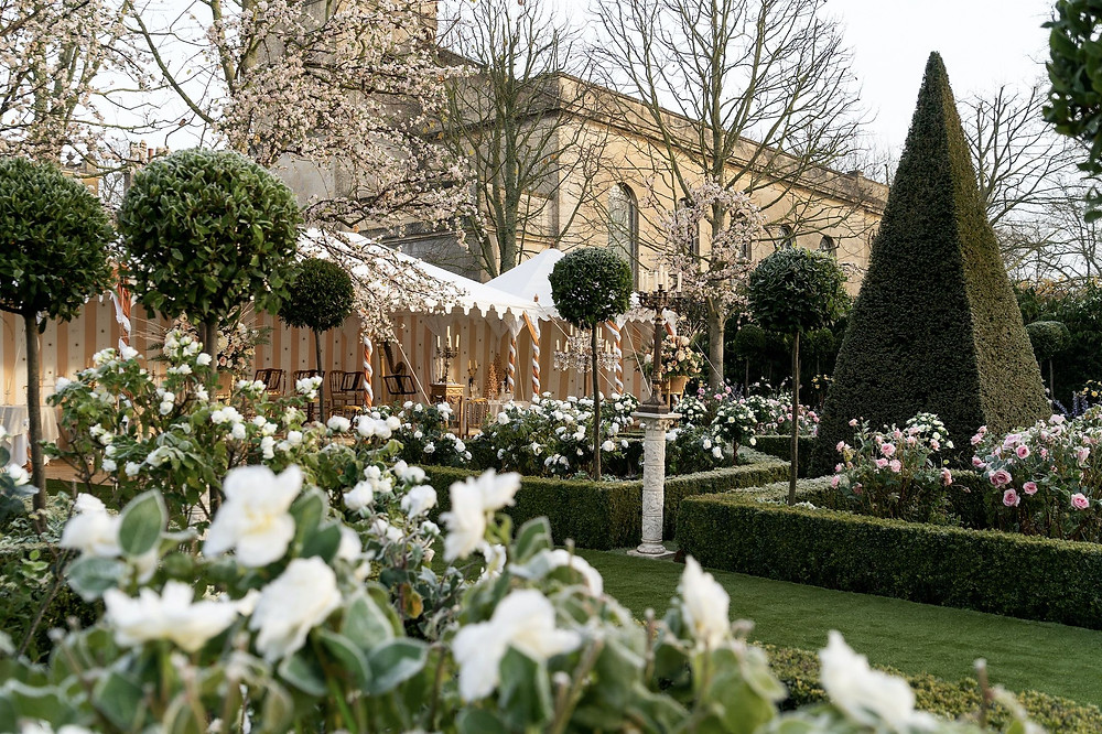 A Georgian inspired garden with buxus standards, white flowers and plenty of greenery