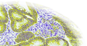 Purple cell.png