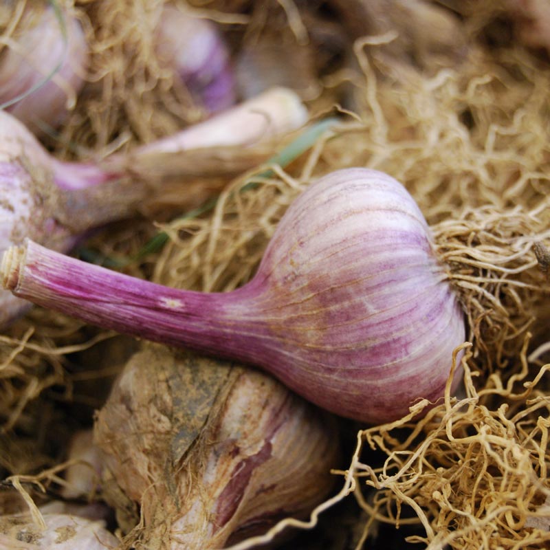Harvested Seed Organic Seed Garlic