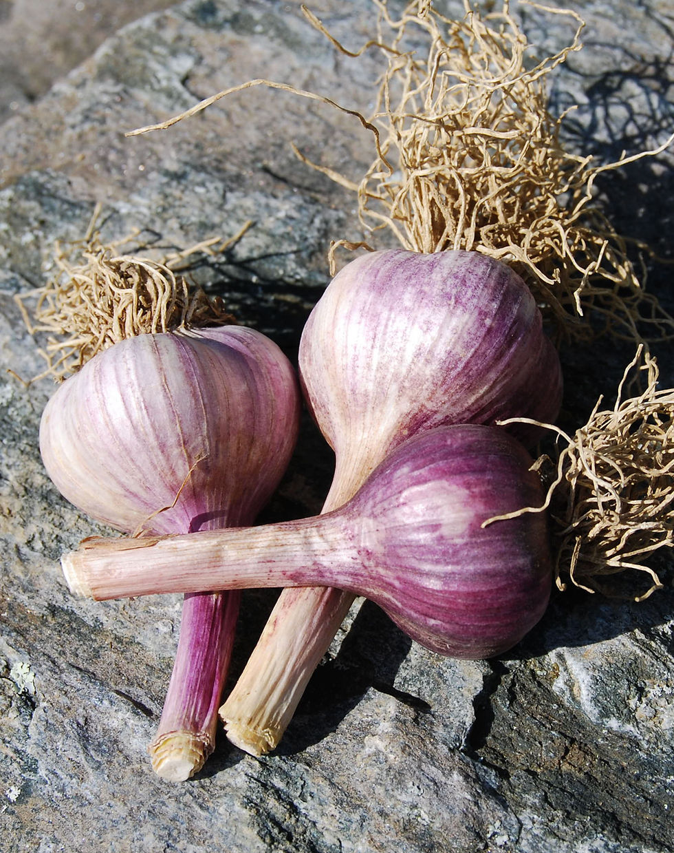 Metechi cropped.jpg