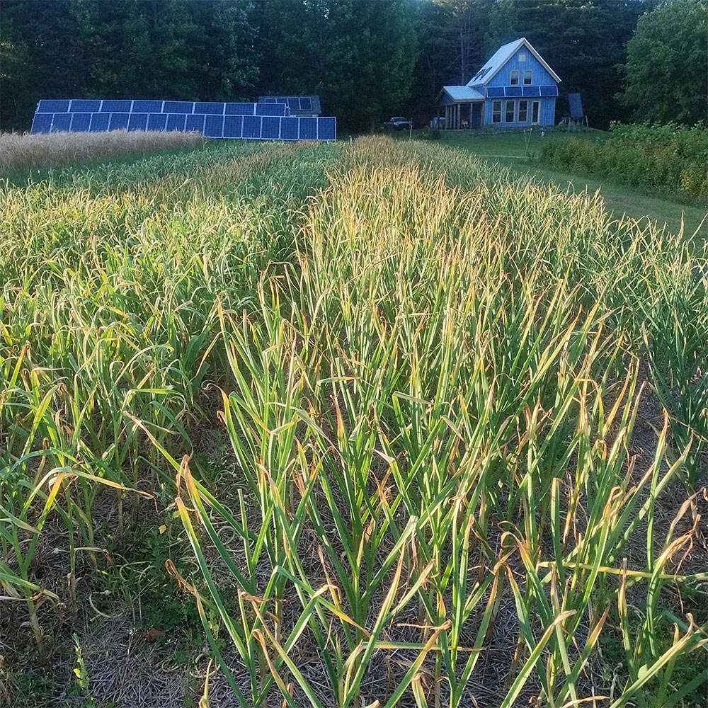 Crops at Earth Dharma Farm