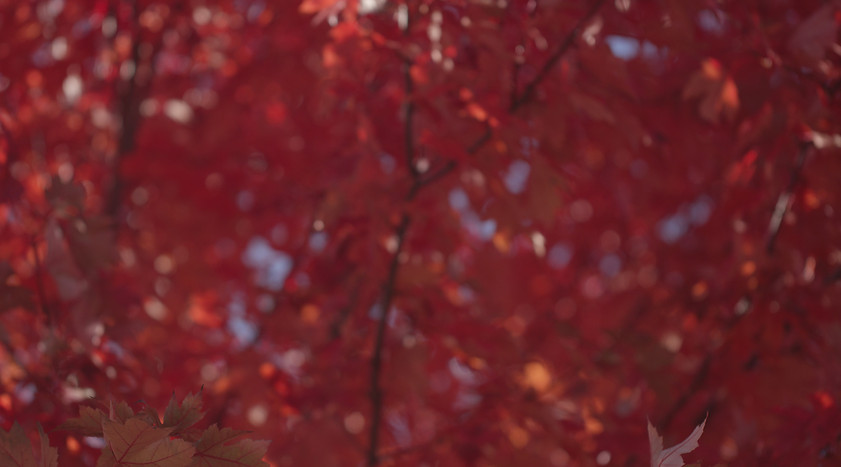 FallFocusRedBlurHD.jpg
