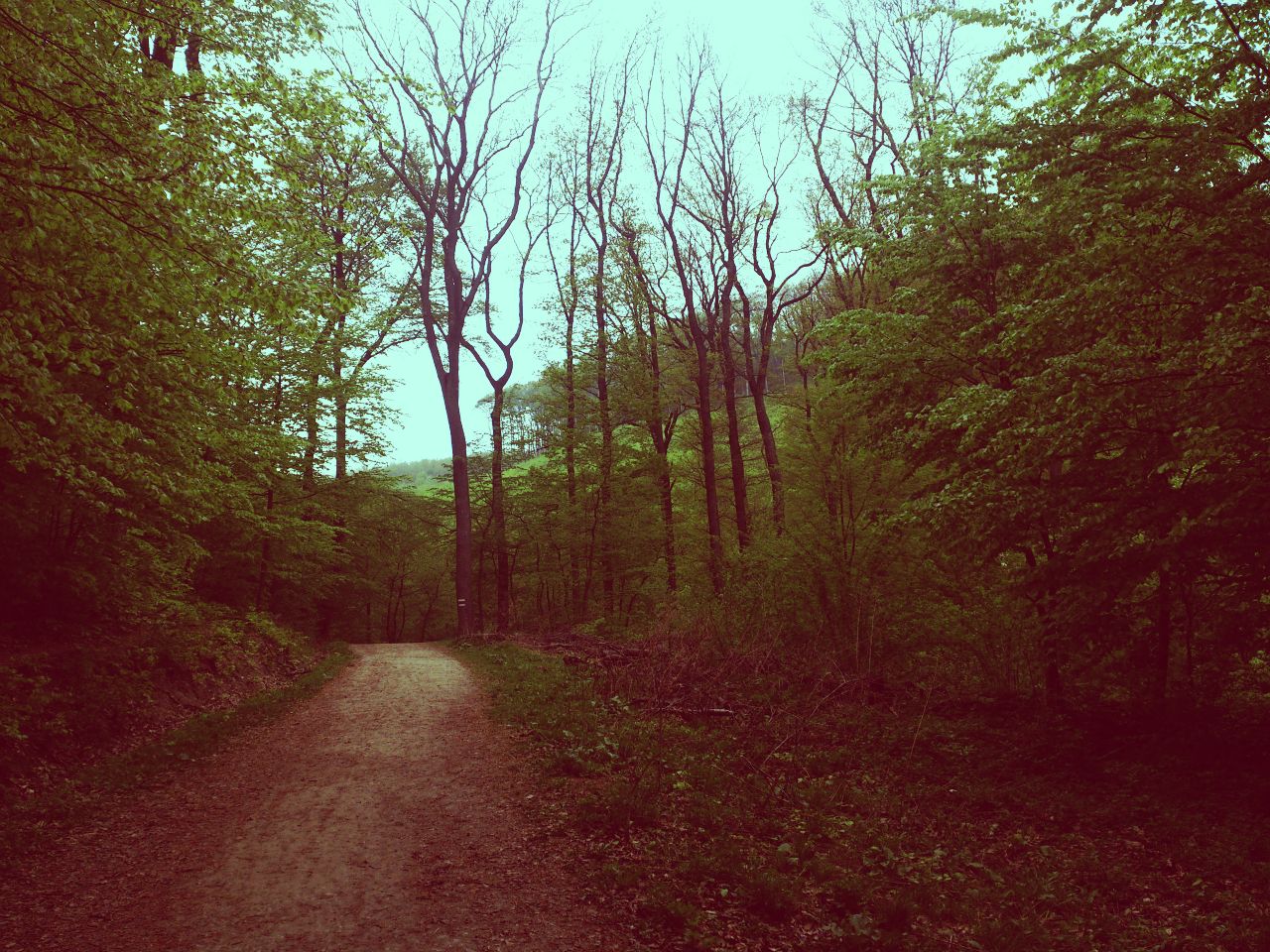 Kahlenberg Forest Walks.