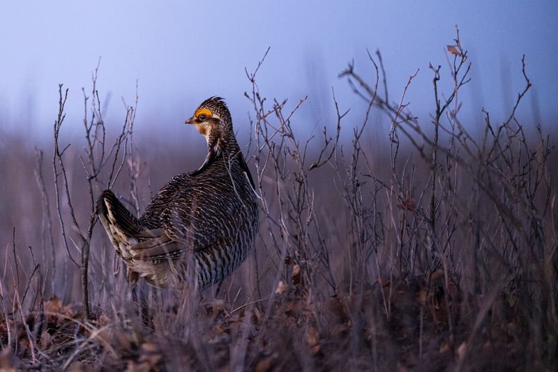 National Audobon Society Visits The Mallet