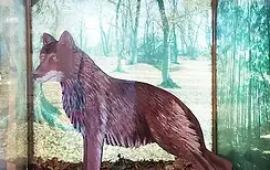 Statua di un lupo in teca di vetro nel museo del lupo a Pretoro