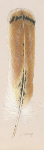 Golden Feather