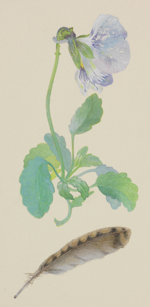 Autumn Pansy with Grouse Feather