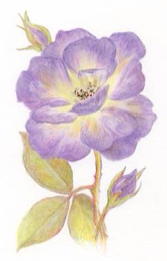 Michelle's Rose
