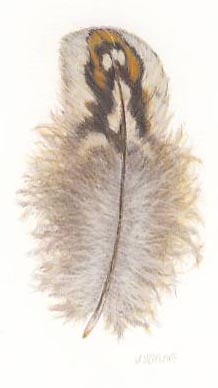 South Dakota Feather