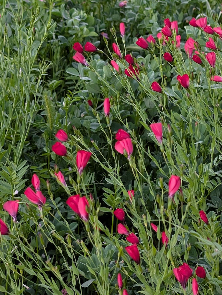 Spring at Sharon Park