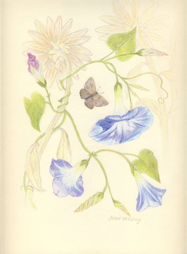 Autumn Morning Glories