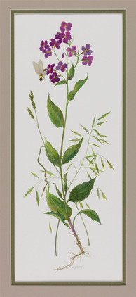 Hawk Moth with Wild Phlox