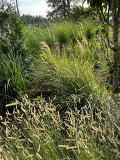 Blonde Ambition grass, grasses, meadow, naturalistic, NW Portland Oregon landscape design