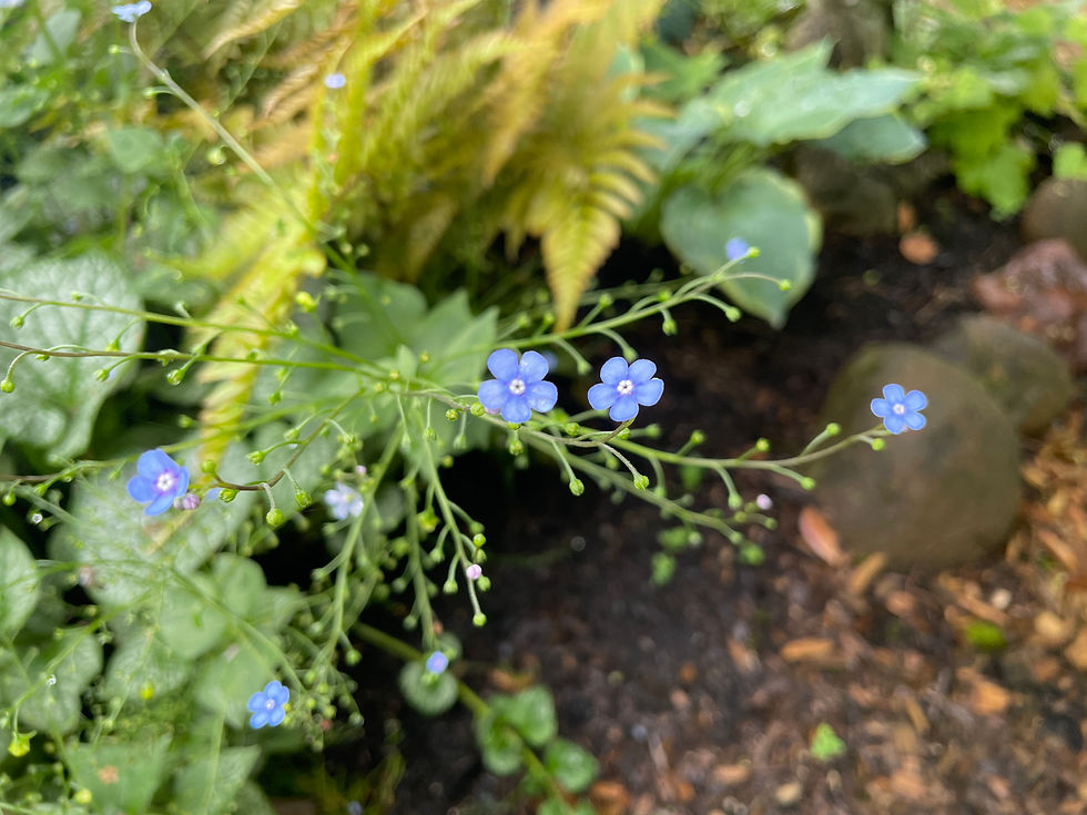 blue flower brunnera bugloss shade garden, Cully NE Portland Landscape Design by Alana Chau