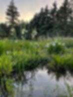 Little pond with grasses and flowering plants surrounding it.