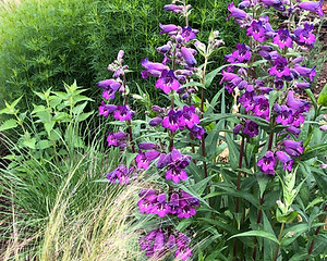 penstemon in garden