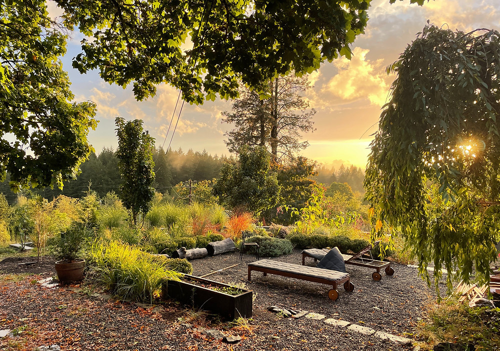 sunset, ornamental grass, landscape, tree canopy