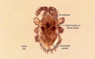 Mites