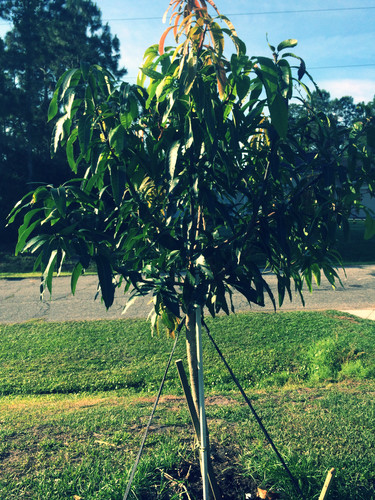 Keo Savoy Mango 15g Pot (grafted) | metta