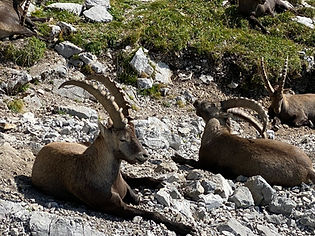 Wildlife near Refuge de la Pointe Percee