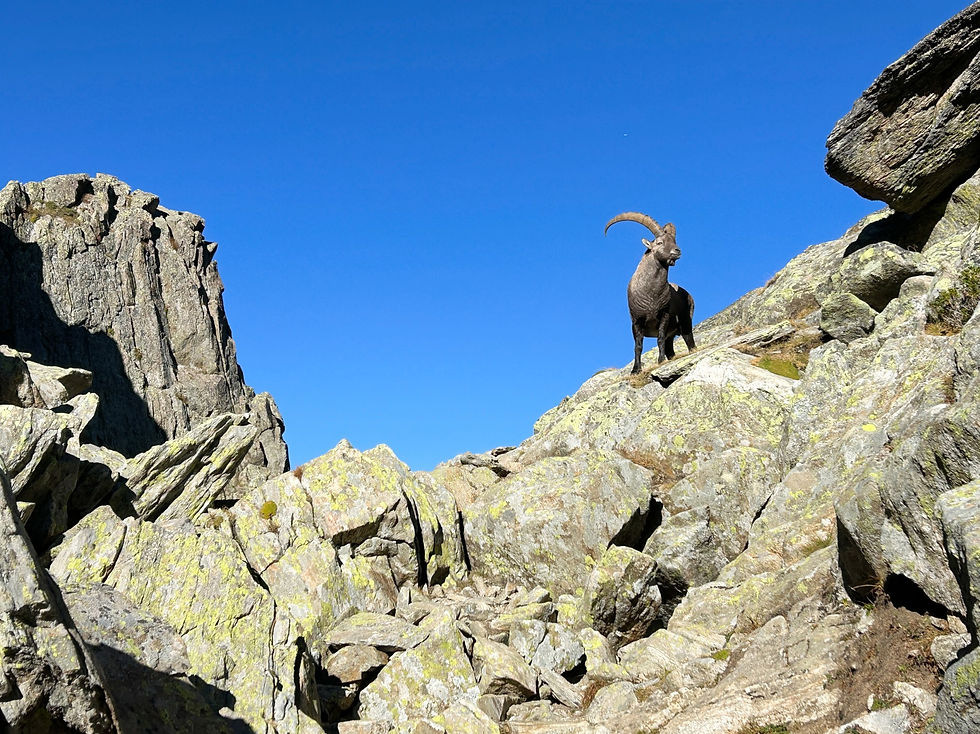 Chamois on the trail to Col du Brevent