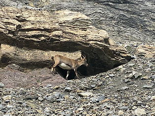 Chamois near Col de Salenton