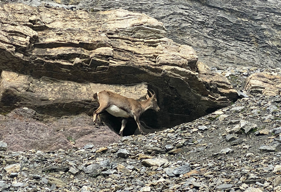 Chamois near Col de Salenton